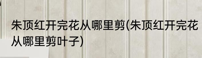 朱顶红开完花从哪里剪(朱顶红开完花从哪里剪叶子)