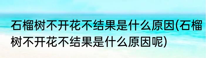石榴树不开花不结果是什么原因(石榴树不开花不结果是什么原因呢)