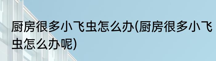 厨房很多小飞虫怎么办(厨房很多小飞虫怎么办呢)