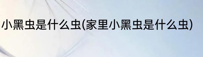 小黑虫是什么虫(家里小黑虫是什么虫)