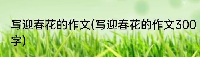 写迎春花的作文(写迎春花的作文300字)