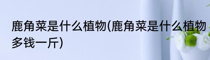 鹿角菜是什么植物(鹿角菜是什么植物多钱一斤)