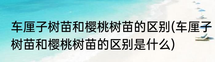 车厘子树苗和樱桃树苗的区别(车厘子树苗和樱桃树苗的区别是什么)