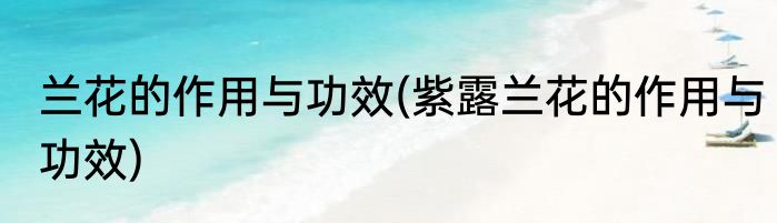 兰花的作用与功效(紫露兰花的作用与功效)