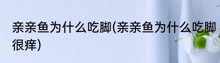 亲亲鱼为什么吃脚(亲亲鱼为什么吃脚很痒)