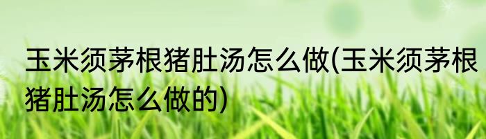 玉米须茅根猪肚汤怎么做(玉米须茅根猪肚汤怎么做的)