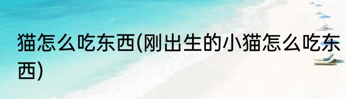 猫怎么吃东西(刚出生的小猫怎么吃东西)