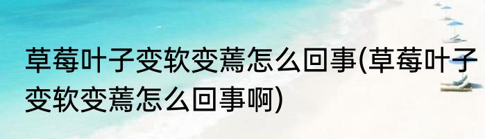 草莓叶子变软变蔫怎么回事(草莓叶子变软变蔫怎么回事啊)