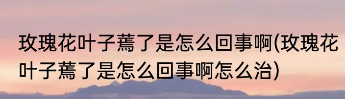 玫瑰花叶子蔫了是怎么回事啊(玫瑰花叶子蔫了是怎么回事啊怎么治)