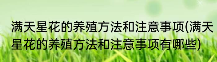 满天星花的养殖方法和注意事项(满天星花的养殖方法和注意事项有哪些)