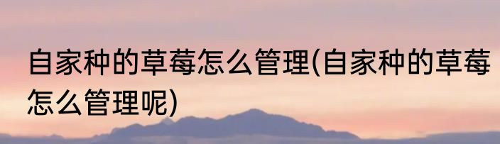 自家种的草莓怎么管理(自家种的草莓怎么管理呢)