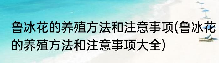 鲁冰花的养殖方法和注意事项(鲁冰花的养殖方法和注意事项大全)
