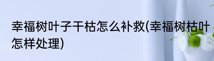 幸福树叶子干枯怎么补救(幸福树枯叶怎样处理)