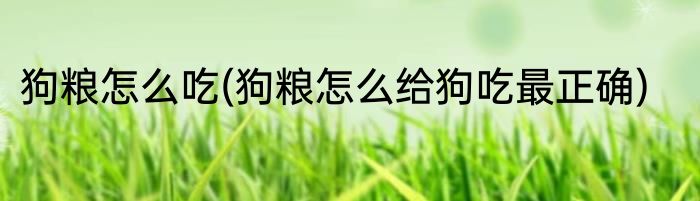 狗粮怎么吃(狗粮怎么给狗吃最正确)