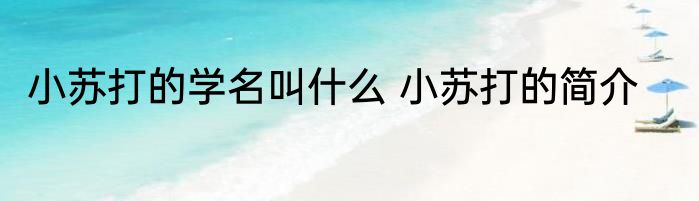 小苏打的学名叫什么 小苏打的简介