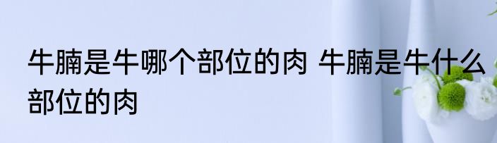 牛腩是牛哪个部位的肉 牛腩是牛什么部位的肉