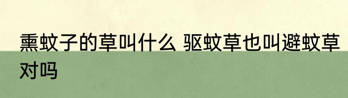 熏蚊子的草叫什么 驱蚊草也叫避蚊草对吗