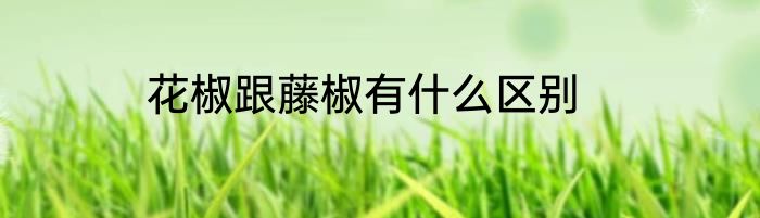 花椒跟藤椒有什么区别