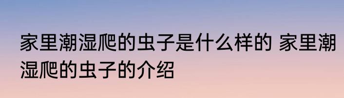家里潮湿爬的虫子是什么样的 家里潮湿爬的虫子的介绍