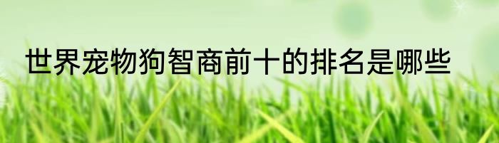 世界宠物狗智商前十的排名是哪些