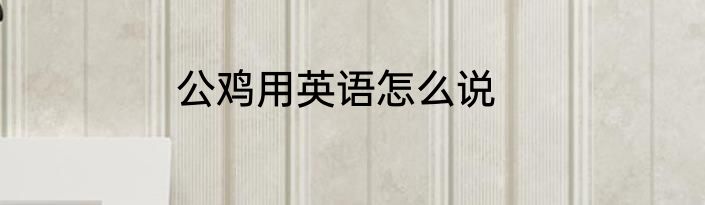 公鸡用英语怎么说