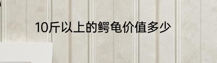 10斤以上的鳄龟价值多少