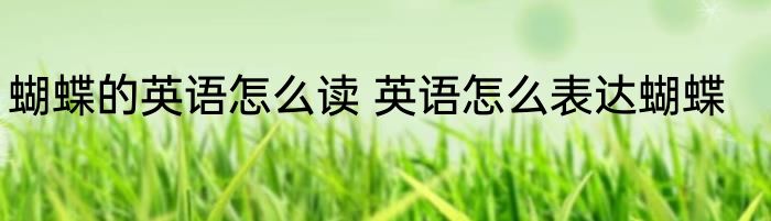 蝴蝶的英语怎么读 英语怎么表达蝴蝶