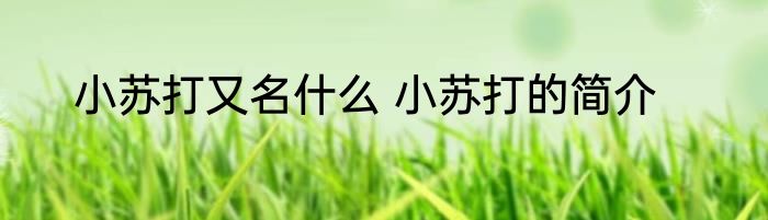 小苏打又名什么 小苏打的简介