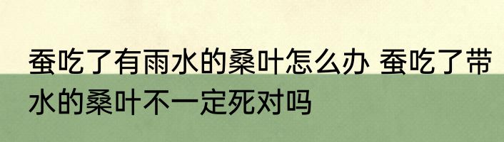 蚕吃了有雨水的桑叶怎么办 蚕吃了带水的桑叶不一定死对吗