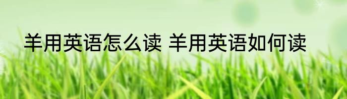 羊用英语怎么读 羊用英语如何读