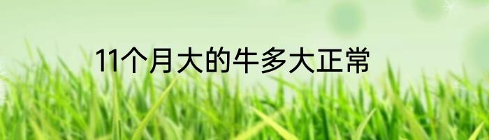 11个月大的牛多大正常