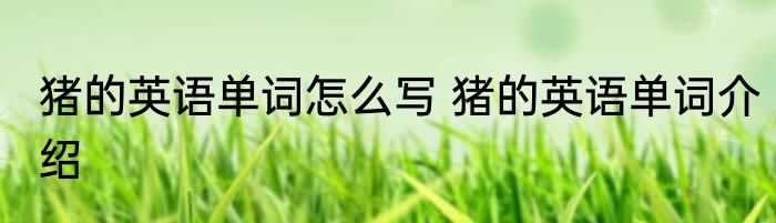 猪的英语单词怎么写 猪的英语单词介绍