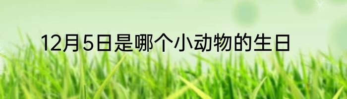 12月5日是哪个小动物的生日