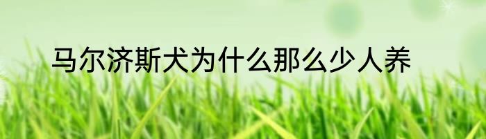 马尔济斯犬为什么那么少人养