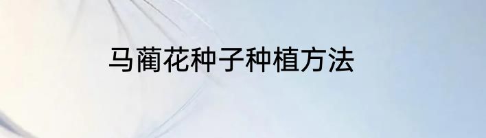 马蔺花种子种植方法