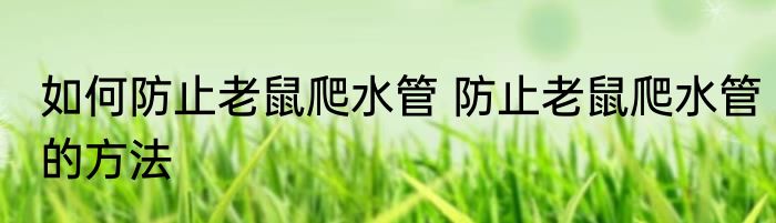 如何防止老鼠爬水管 防止老鼠爬水管的方法