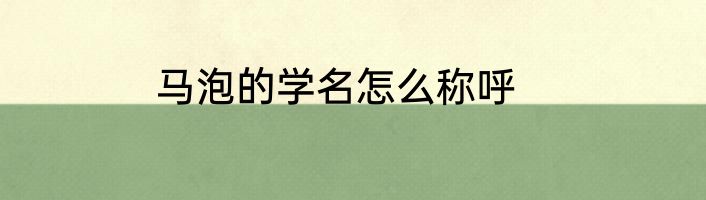 马泡的学名怎么称呼