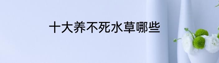 十大养不死水草哪些