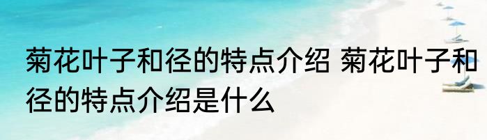 菊花叶子和径的特点介绍 菊花叶子和径的特点介绍是什么