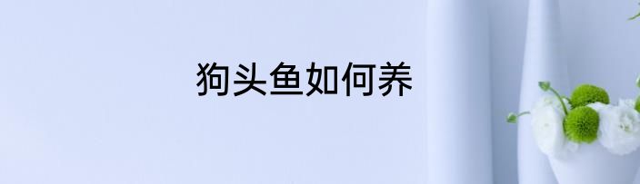 狗头鱼如何养