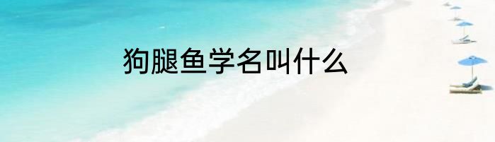 狗腿鱼学名叫什么
