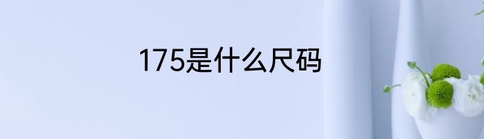 175是什么尺码
