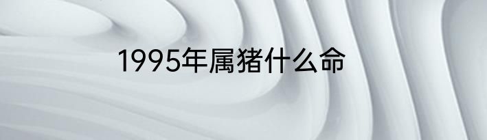 1995年属猪什么命
