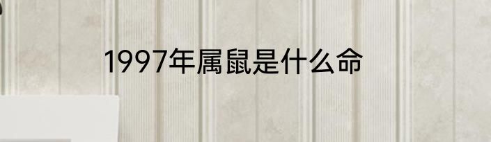 1997年属鼠是什么命