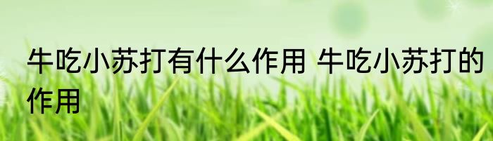 牛吃小苏打有什么作用 牛吃小苏打的作用