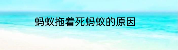 蚂蚁拖着死蚂蚁的原因