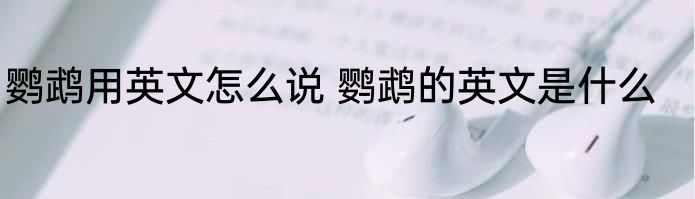 鹦鹉用英文怎么说 鹦鹉的英文是什么