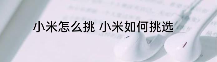 小米怎么挑 小米如何挑选