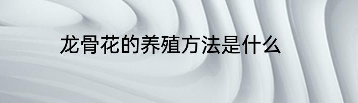 龙骨花的养殖方法是什么