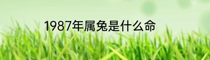 1987年属兔是什么命